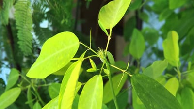 Codariocalyx motorius