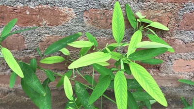 Codariocalyx motorius