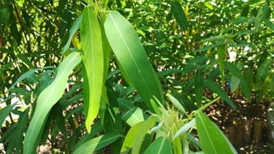 Codariocalyx motorius