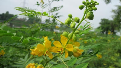 Cassia occidentalis