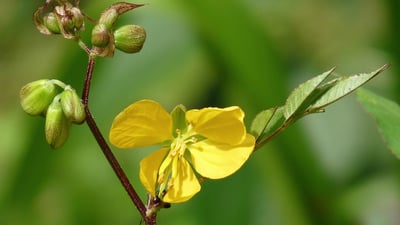 Cassia occidentalis
