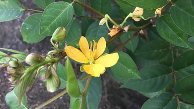 Cassia occidentalis