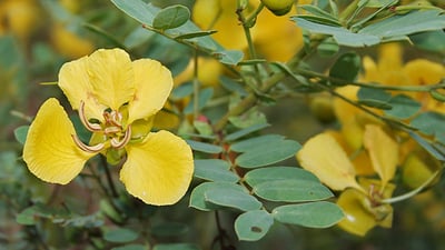 Cassia auriculata