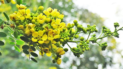 Cassia auriculata