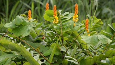 Cassia alata