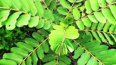 Cassia alata