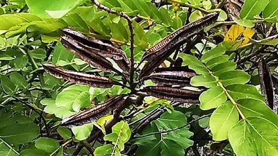 Cassia alata