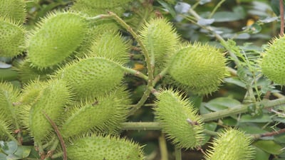 Caesalpinia bonduc