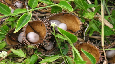 Caesalpinia bonduc