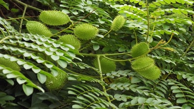 Caesalpinia bonduc