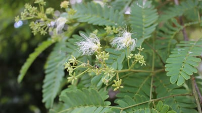Albizia odoratissima