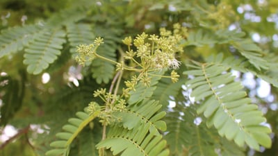 Albizia odoratissima