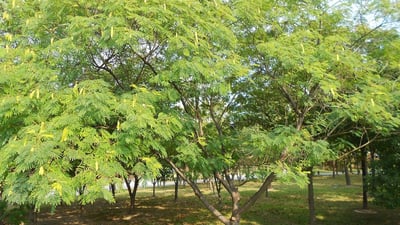 Albizia odoratissima