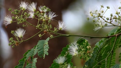 Albizia odoratissima