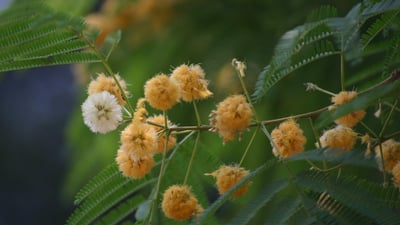 Albizia odoratissima