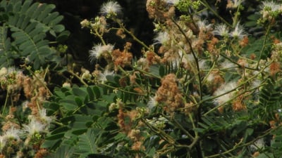Albizia odoratissima