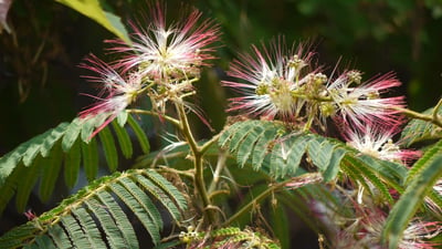 Albizia chinensis