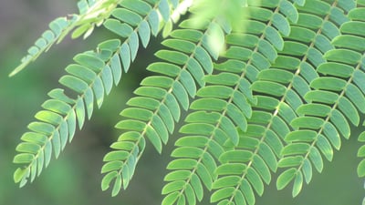 Albizia chinensis