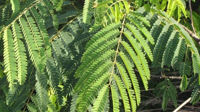 Albizia chinensis