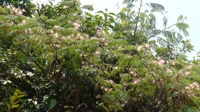 Albizia chinensis