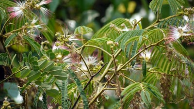Albizia chinensis