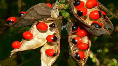 Abrus precatorius