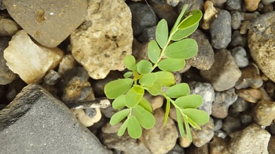 Phyllanthus urinaria