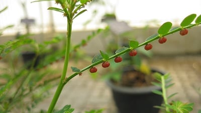 Phyllanthus urinaria
