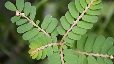 Phyllanthus urinaria