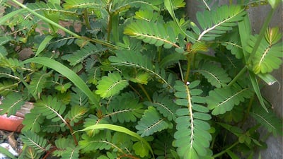 Phyllanthus urinaria