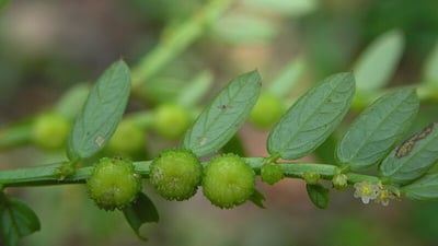 Phyllanthus urinaria