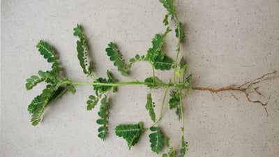 Phyllanthus urinaria