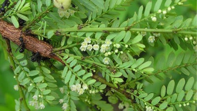 Phyllanthus polyphyllus