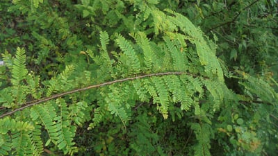 Phyllanthus polyphyllus