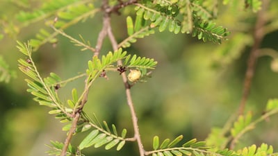 Phyllanthus polyphyllus