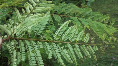 Phyllanthus polyphyllus