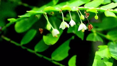 Phyllanthus polyphyllus