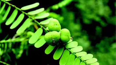 Phyllanthus polyphyllus