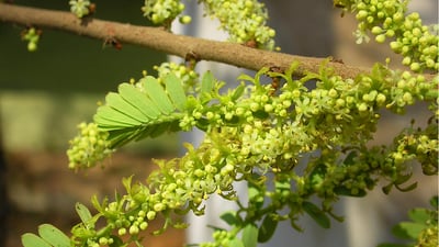 Phyllanthus emblica