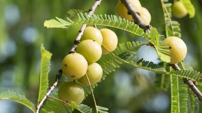 Phyllanthus emblica