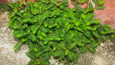 Phyllanthus debilis