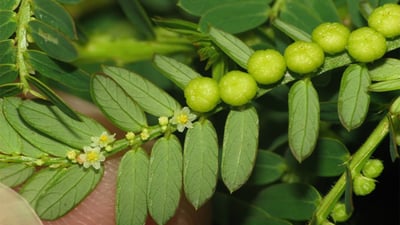Phyllanthus debilis
