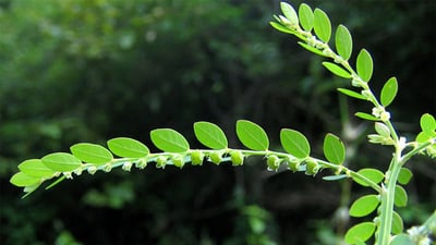 Phyllanthus debilis