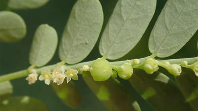 Phyllanthus amarus
