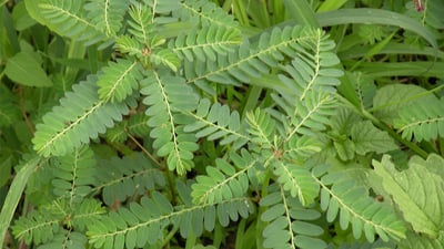 Phyllanthus amarus