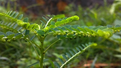 Phyllanthus amarus