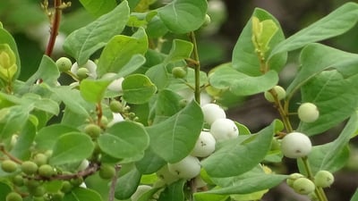 Flueggea leucopyrus