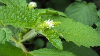 Croton lacciferus