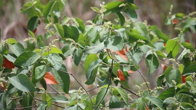 Croton aromaticus