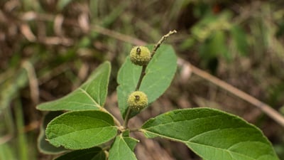 Croton aromaticus